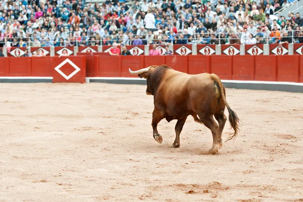 Toros — Foto de Stock