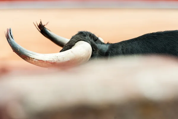 Bulls — Stock Photo, Image