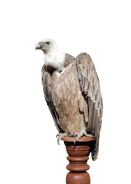 Griffon vulture — Stock Photo, Image