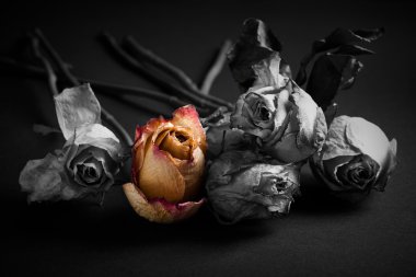 Natürmort farklı arka planlar üzerinde doygun renk ile kurutulmuş gül