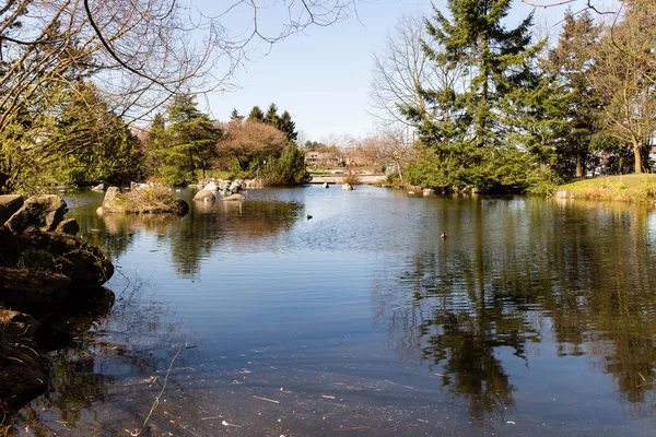 Спокойный пруд с утками весной — стоковое фото