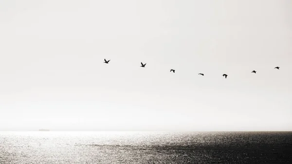 Pelikanlar Arka Planda Siyah Beyaz Bir Tankerle Okyanus Üzerinde California — Stok fotoğraf