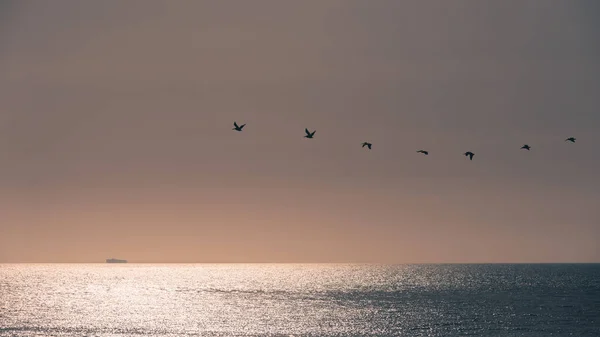 Pelicanos Voando Uma Linha Sobre Oceano Com Petroleiro Fundo Califórnia — Fotografia de Stock