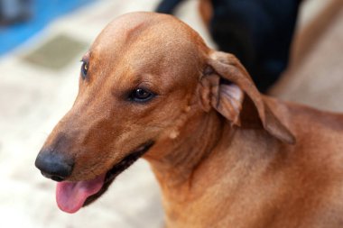 Tatlı zencefilli dachshundların yakın portresi, dili dışarı çıkmış bir şekilde gülümsüyor. Sevimli sevimli evcil hayvan. Açık hava, boşluğu kopyala.
