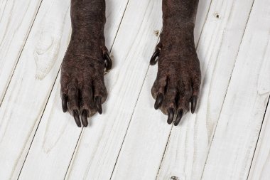 Xoloitzcuintle köpeğinin ön pençelerini kapat ya da beyaz ahşap arka planda koyu tenli ve siyah tırnaklı Meksikalı tüysüz cins. Egzotik hayvanın alışılmadık vücut parçaları. Boşluğu kopyala.
