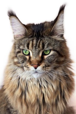 Beyaz arka planda yatan Maine Rakunu 'nun portresi. Büyük ve tüylü evcil hayvan, yeşil gözlü ve kameraya etkileyici bakışlı. Kulaklarında püsküller, tekir renkli. İçerde, boşluğu kopyala.  