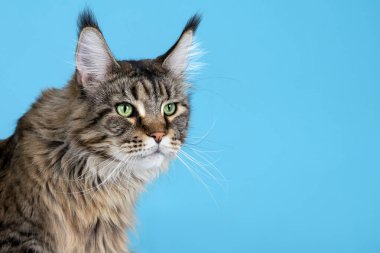 Mavi arka planda yatan Maine rakun kedisinin portresi. Yeşil gözlü ve etkileyici bakışlı iri ve tüylü evcil hayvan dikkatle bir şey izliyor. Kulaklarında püsküller, tekir renkli. Boşluğu kopyala.  