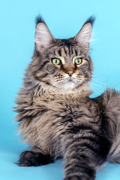 Porträt Der Maine Coon Katze Die Auf Blauem Hintergrund Liegt — Stockfoto