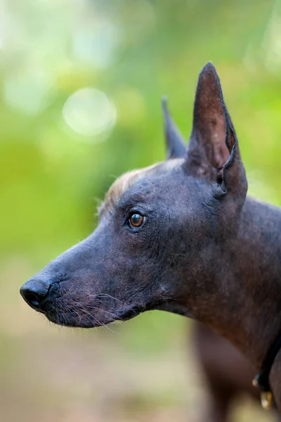 特写这只稀有品种的健壮而漂亮的狗 名叫Xoloitzcuintle 或墨西哥无毛 标准尺寸 青铜皮肤 仔细看 绿色背景 软选择焦点 复制空间 — 图库照片