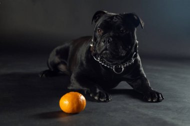 Stamfordshire boğa teriyeri cinsinin kara köpeği. Önünde mandalina üzerine uzanmış. Safkan köpeklerin güzel yüzleri, gümüş metal tasmalar. Boşluğu kopyala.