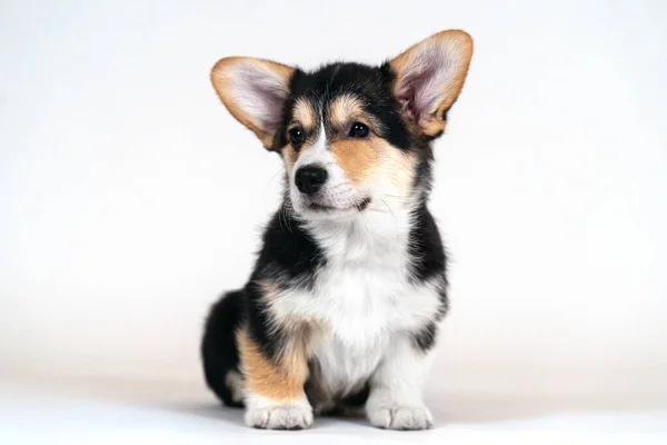 Küçük şirin Galli Corgi Pembroke köpek yavrusu boş beyaz arka planda oturuyor. Güzel üç renkli, sevimli gözler ve yüz ifadesi. Boşluğu kopyala.