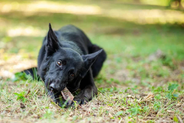 Sağlıklı, mutlu, siyah çoban köpeği çerezleri çiğniyor, yeşil çimlere uzanıyor parkta ya da arka bahçede. Açık hava, kopyalama alanı, yumuşak seçici odak.