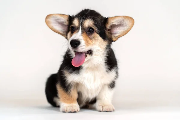 Bonito Filhote Cachorro Pequeno Galês Corgi Pembroke Sentado Fundo Branco — Fotografia de Stock