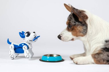 İki köpek, gerçek Galli corgi hırkası ve elektronik etkileşimli yavru köpek boş evcil hayvan kasesinin önünde birbirlerine bakıyorlar. Elektronik evde gelecekteki evcil hayvanlar için yüksek teknoloji konsepti. Beyaz arkaplan, alanı kopyala.