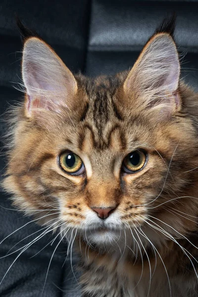 Porträt Einer Jungen Maine Coon Katze Auf Schwarzem Ledersessel Hintergrund — Stockfoto