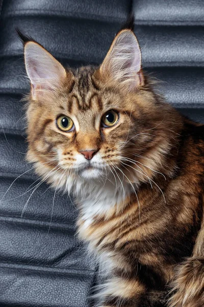 Porträt Einer Jungen Maine Coon Katze Auf Schwarzem Lederstuhl Die — Stockfoto