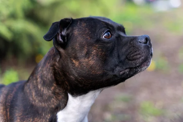 Ritratto Ravvicinato Bel Cane Razza Terrier Toro Staffordshire Colore Bianco — Foto Stock