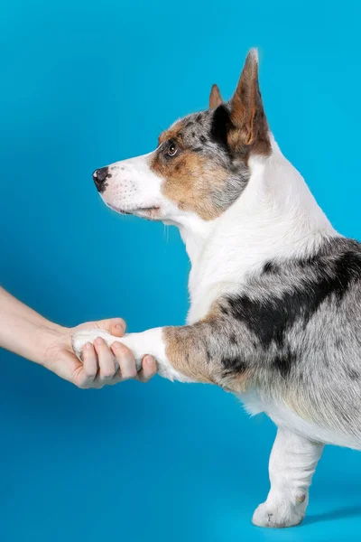 Galli Corgi Cardigan Alışılmadık Merle Renginde Bir Köpek Pençesini Insan — Stok fotoğraf