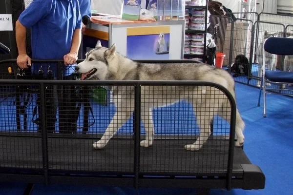 Husky dog running on special animal training apparatus, treadmill. Accompanied by a person, employee or fintess instructor. Scene on exhibition. Copy space.