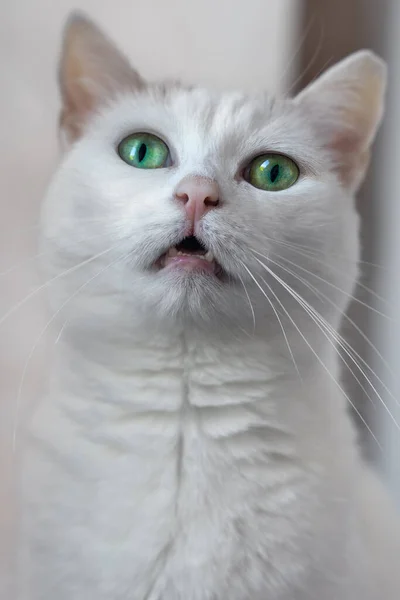 Karlı Beyaz Kedinin Portresi Parlak Yeşil Gözleri Var Ağzı Açık — Stok fotoğraf