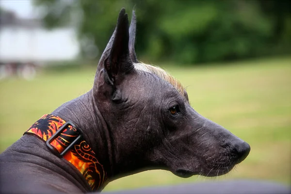 頭に黒い肌の色と生姜モホークとメキシコの毛のない品種の犬の肖像画は Xoloitzcuintleという名前 緑の背景 ソフト選択フォーカス コピースペース — ストック写真