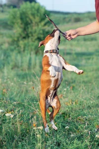 Playul Puppy Staffordshire Bull Terrier Breed Ginger White Color Jumping — Stock Fotó