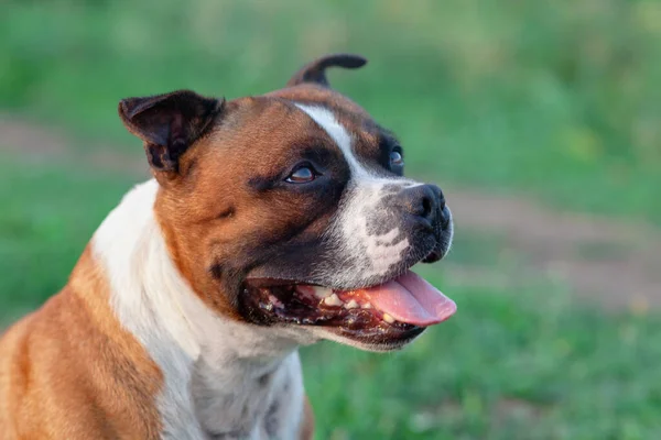 Staffordshire Boğa Teriyeri Nin Güzel Köpeğinin Yakın Plan Portresi Zencefil — Stok fotoğraf