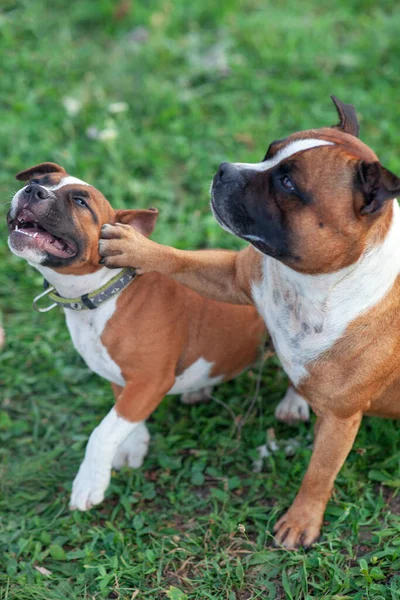 Şirin Iki Staffordshire Boğa Teriyeri Köpeği Zencefil Beyaz Renkli Yetişkin — Stok fotoğraf