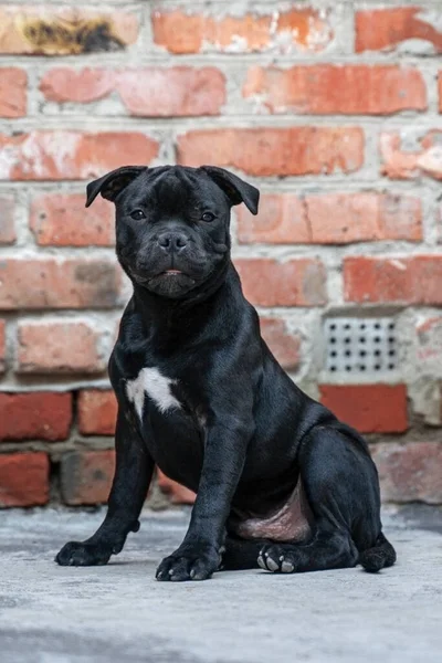 Mignon Petit Chiot Race Staffordshire Bullterrier Couleur Noire Assis Sur Images De Stock Libres De Droits