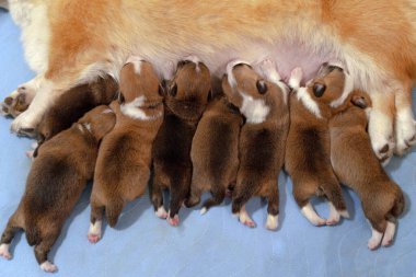 Galli Corgi Pembrokes 'un sekiz sevimli yavrusu mavi halıya uzanmış annelerini, zencefil ve beyaz köpek dişilerini yiyorlar. Yavrulama günün kutlu olsun. Boşluğu kopyala.