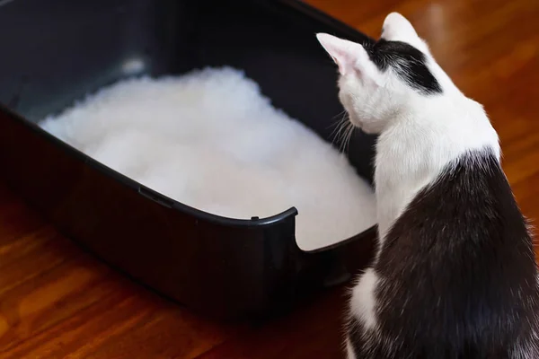 A cat in front of his litter box of silica sand