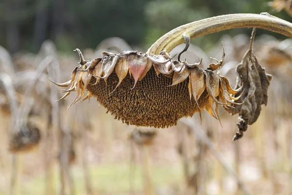 Plantation Ripe Sunflowers Ready Harvesting — Stock Photo, Image