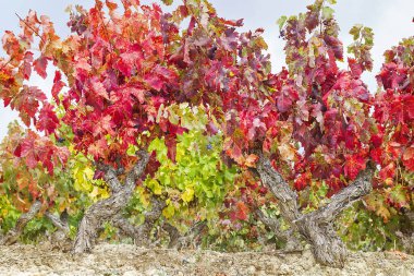 Rioja Alavesa bağları Sonbaharda olgunlaşır