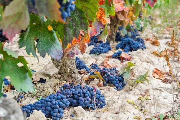 Rioja Alavesa Winnice Dojrzewania Jesienią — Zdjęcie stockowe