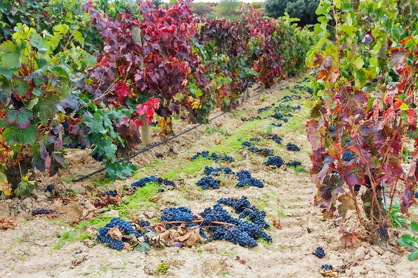 Viñedos Rioja Alavesa Madurando Otoño — Foto de Stock