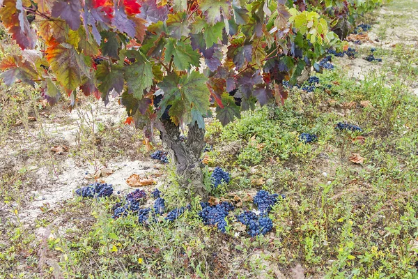 Viñedos Rioja Alavesa Madurando Otoño — Foto de Stock