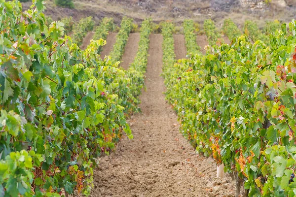 Viñedos Rioja Alavesa Madurando Otoño — Foto de Stock