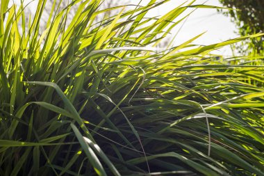 Bahar ayında Bask ülkesinde doğa patlaması