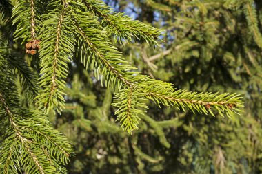 Bahar ayında Bask ülkesinde doğa patlaması