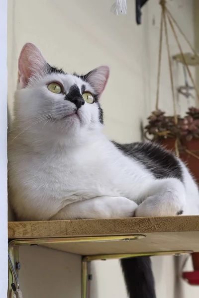 Gatto Bianco Nero Con Naso Nero Che Riposa Casa — Foto Stock