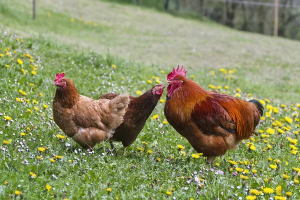 Rooster Hen Basque Farm Stock Image