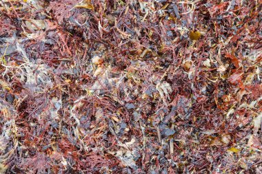 doku kum ve taşların sahilde