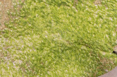 doku kum ve taşların sahilde