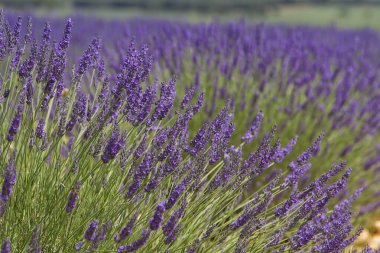 İspanya 'nın Guadalajara eyaletinde, Brihuega' daki lavanta tarlaları.