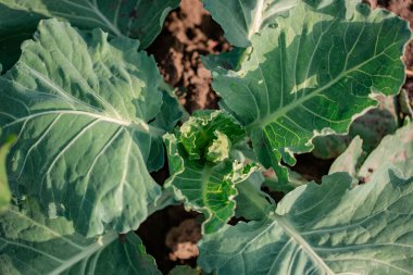 Açık alanda yeşil lahana yetiştirmek, organik sebzeler yetiştirmek. Yeşil lahana bitkisi açık alanda yetişiyor..