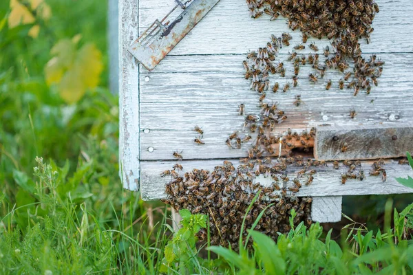 Beaucoup Abeilles Entrée Ruche Dans Rucher Abeilles Occupées Vue Rapprochée — Photo