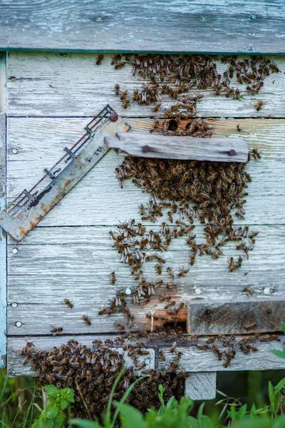 Beaucoup Abeilles Entrée Ruche Dans Rucher Abeilles Occupées Vue Rapprochée — Photo