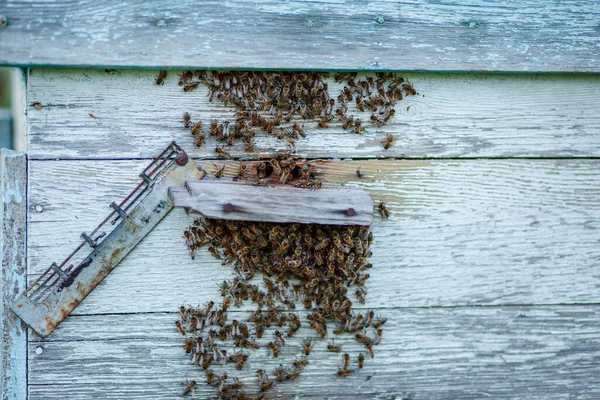 Mnóstwo Pszczół Przy Wejściu Ula Pasiece Zajęte Pszczoły Bliska Widok — Zdjęcie stockowe