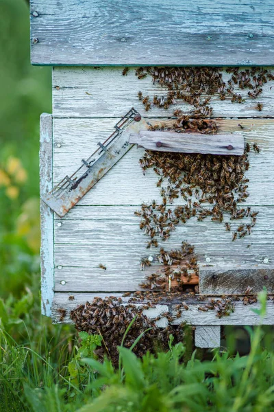 Beaucoup Abeilles Entrée Ruche Dans Rucher Abeilles Occupées Vue Rapprochée — Photo