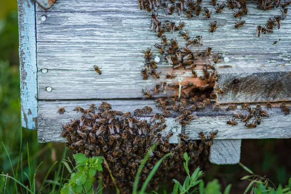 Mnóstwo Pszczół Przy Wejściu Ula Pasiece Zajęte Pszczoły Bliska Widok — Zdjęcie stockowe